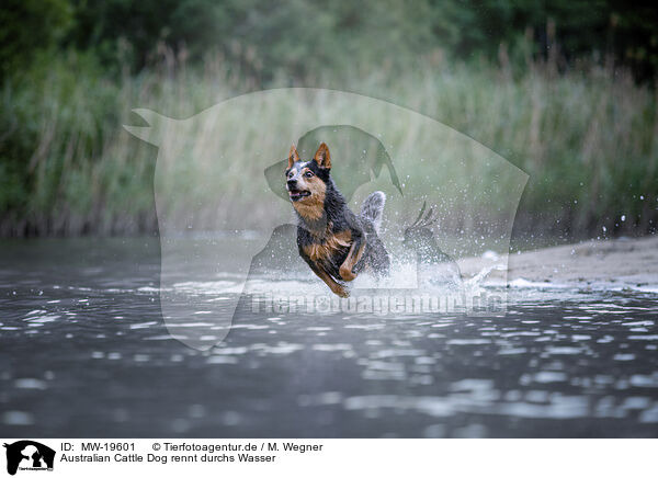 Australian Cattle Dog rennt durchs Wasser / MW-19601