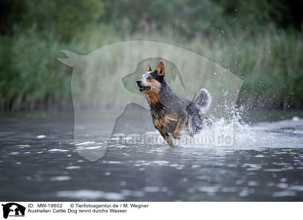 Australian Cattle Dog rennt durchs Wasser / MW-19602