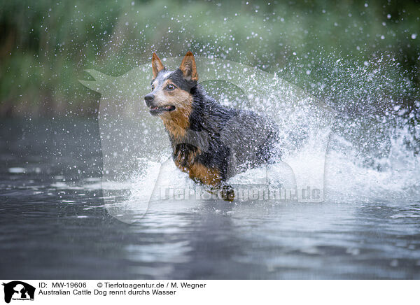 Australian Cattle Dog rennt durchs Wasser / Australian Cattle Dog runs through the water / MW-19606