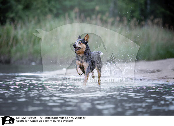 Australian Cattle Dog rennt durchs Wasser / Australian Cattle Dog runs through the water / MW-19609