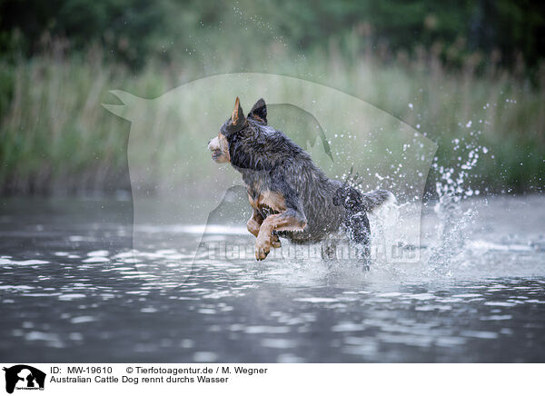 Australian Cattle Dog rennt durchs Wasser / Australian Cattle Dog runs through the water / MW-19610