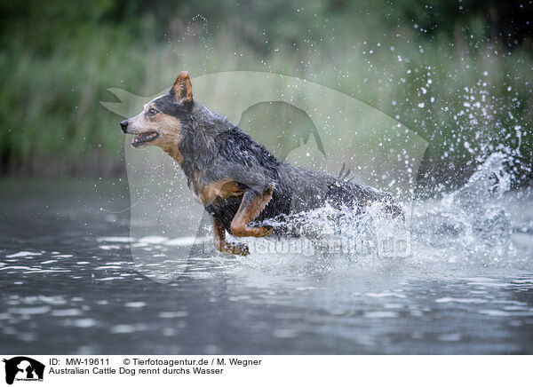 Australian Cattle Dog rennt durchs Wasser / Australian Cattle Dog runs through the water / MW-19611