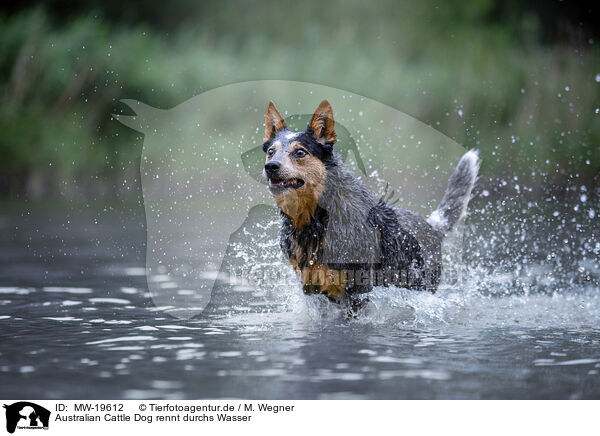 Australian Cattle Dog rennt durchs Wasser / Australian Cattle Dog runs through the water / MW-19612