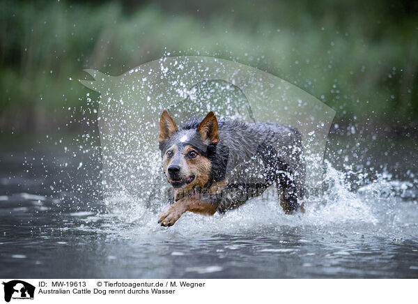 Australian Cattle Dog rennt durchs Wasser / Australian Cattle Dog runs through the water / MW-19613