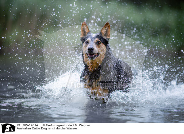 Australian Cattle Dog rennt durchs Wasser / Australian Cattle Dog runs through the water / MW-19614