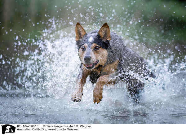 Australian Cattle Dog rennt durchs Wasser / Australian Cattle Dog runs through the water / MW-19615