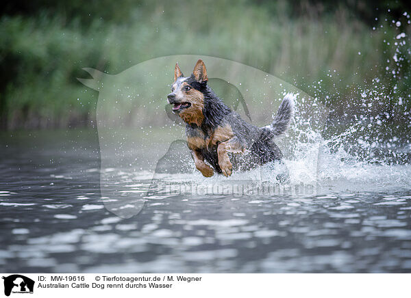 Australian Cattle Dog rennt durchs Wasser / Australian Cattle Dog runs through the water / MW-19616