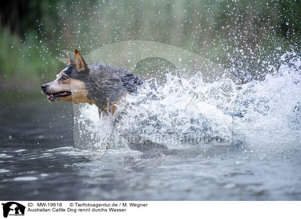 Australian Cattle Dog rennt durchs Wasser / Australian Cattle Dog runs through the water / MW-19618