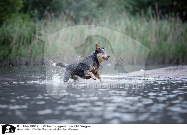 Australian Cattle Dog rennt durchs Wasser / MW-19619