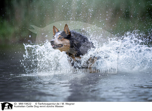 Australian Cattle Dog rennt durchs Wasser / Australian Cattle Dog runs through the water / MW-19622