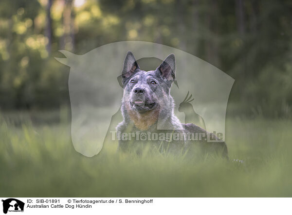 Australian Cattle Dog Hndin / SIB-01891