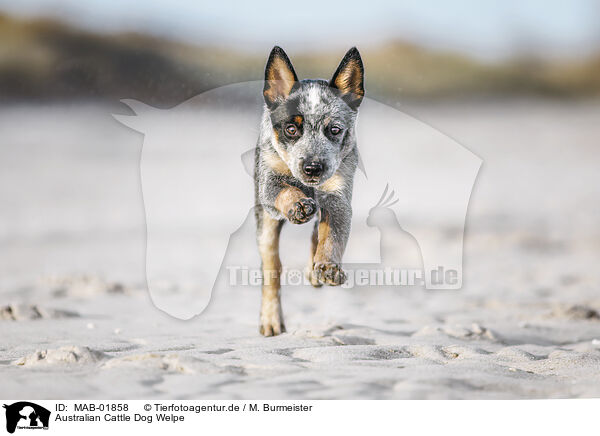 Australian Cattle Dog Welpe / MAB-01858