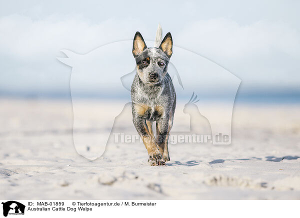 Australian Cattle Dog Welpe / MAB-01859