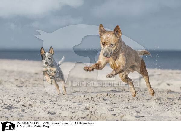 2 Australian Cattle Dogs / MAB-01883