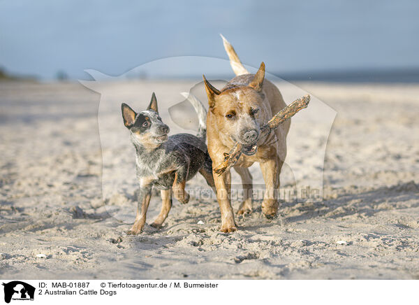 2 Australian Cattle Dogs / 2 Australian Cattle Dogs / MAB-01887