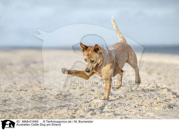 Australian Cattle Dog am Strand / MAB-01889