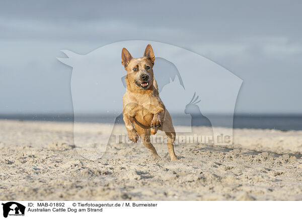 Australian Cattle Dog am Strand / MAB-01892