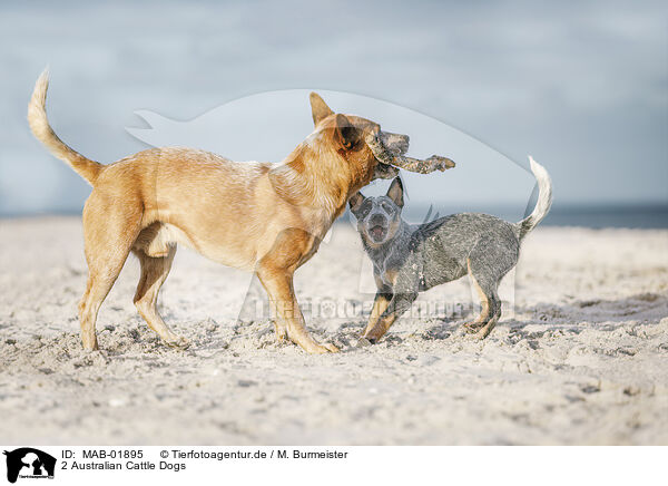 2 Australian Cattle Dogs / 2 Australian Cattle Dogs / MAB-01895