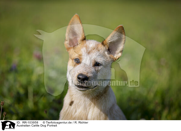 Australian Cattle Dog Portrait / RR-103958