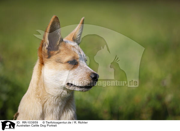 Australian Cattle Dog Portrait / RR-103959