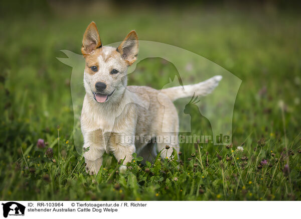 stehender Australian Cattle Dog Welpe / standing Australian Cattle Dog puppy / RR-103964