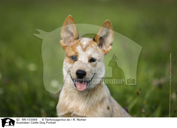 Australian Cattle Dog Portrait / RR-103966