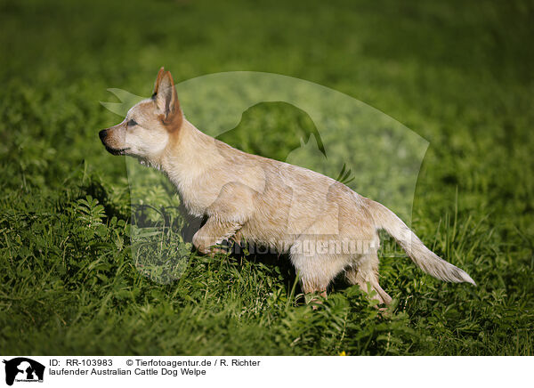 laufender Australian Cattle Dog Welpe / RR-103983