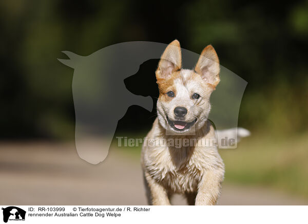 rennender Australian Cattle Dog Welpe / RR-103999