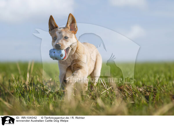 rennender Australian Cattle Dog Welpe / running Australian Cattle Dog puppy / RR-104042