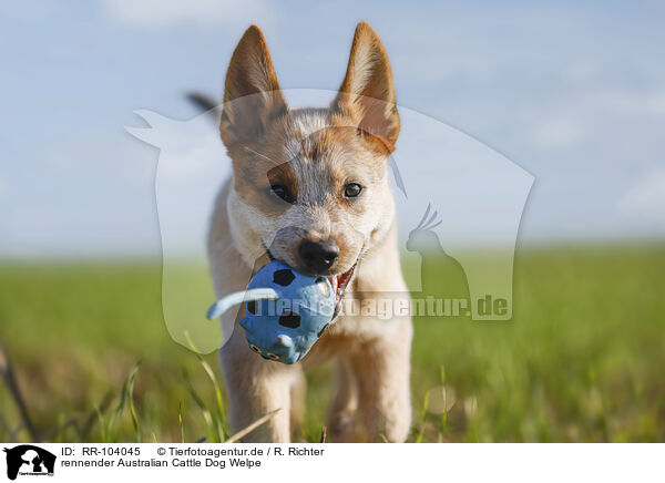 rennender Australian Cattle Dog Welpe / running Australian Cattle Dog puppy / RR-104045