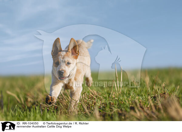 rennender Australian Cattle Dog Welpe / RR-104050