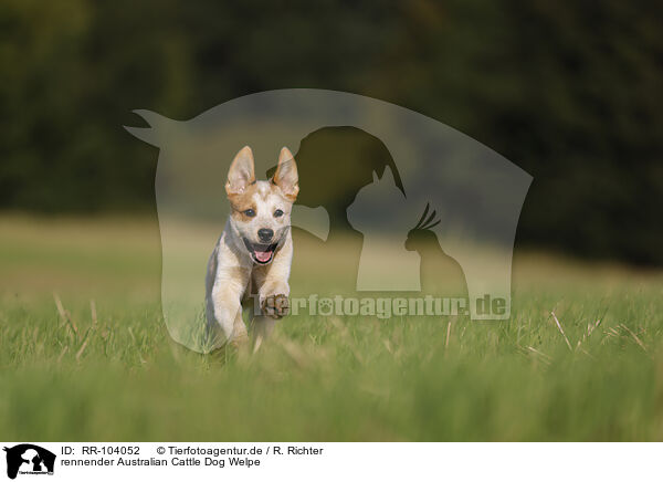 rennender Australian Cattle Dog Welpe / RR-104052