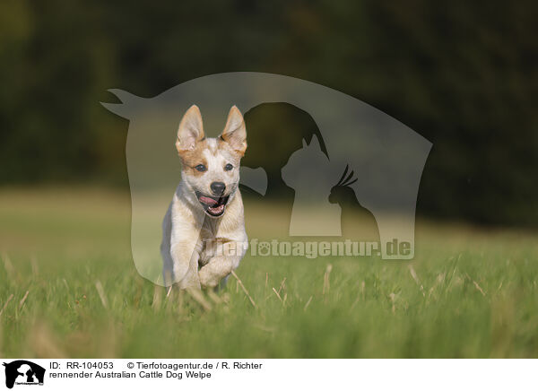 rennender Australian Cattle Dog Welpe / RR-104053