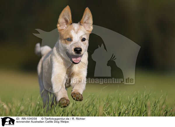 rennender Australian Cattle Dog Welpe / RR-104058
