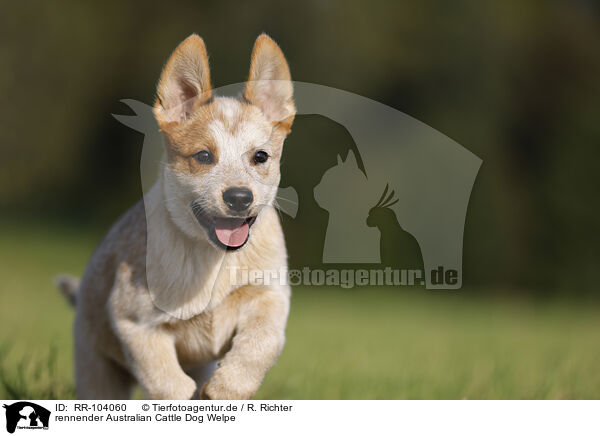 rennender Australian Cattle Dog Welpe / RR-104060