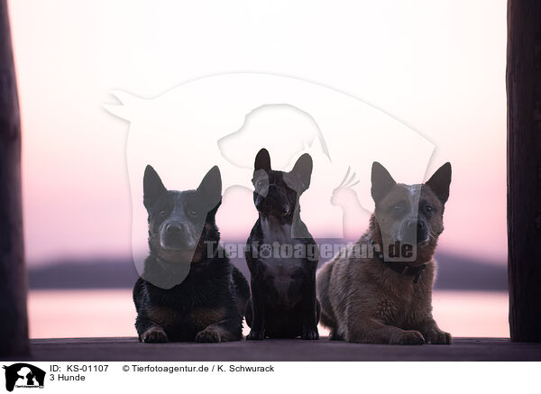 3 Hunde / 3 dogs / KS-01107
