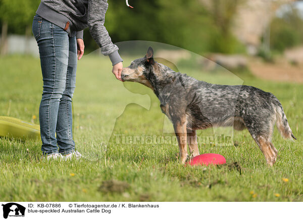 blue-speckled Australian Cattle Dog / blue-speckled Australian Cattle Dog / KB-07886