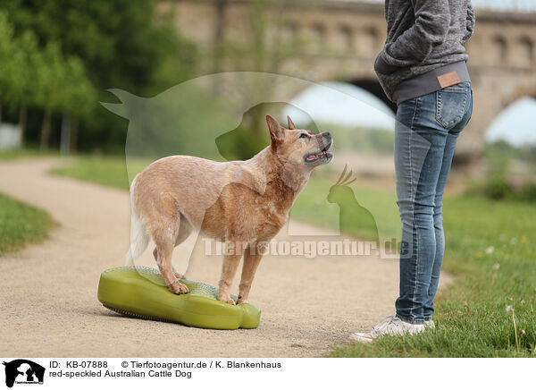 red-speckled Australian Cattle Dog / red-speckled Australian Cattle Dog / KB-07888