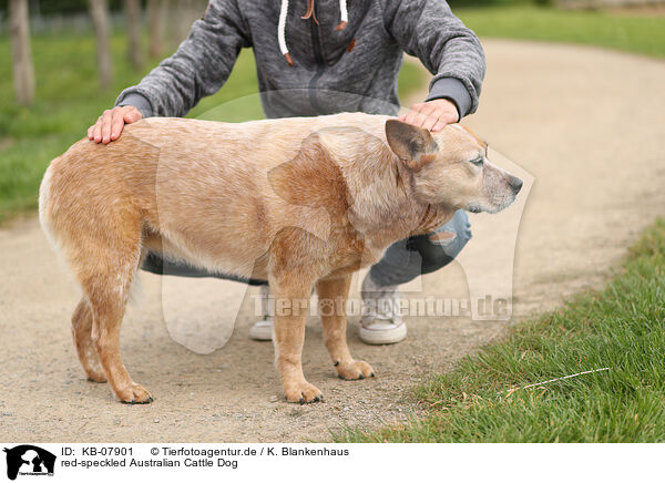 red-speckled Australian Cattle Dog / red-speckled Australian Cattle Dog / KB-07901