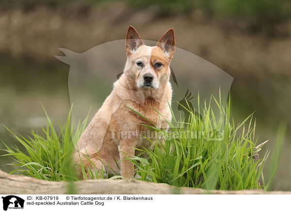 red-speckled Australian Cattle Dog / KB-07919