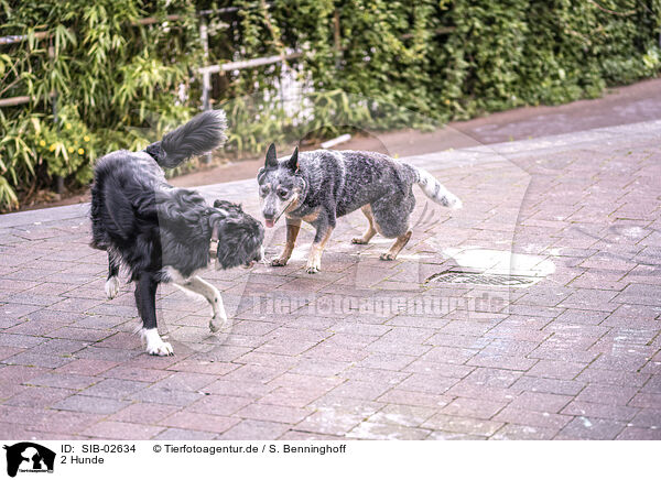 2 Hunde / 2 dogs / SIB-02634