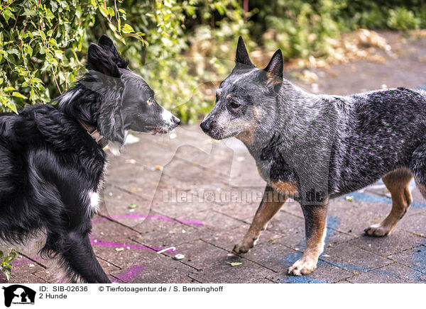 2 Hunde / 2 dogs / SIB-02636