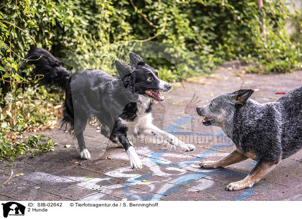 2 Hunde / 2 dogs / SIB-02642