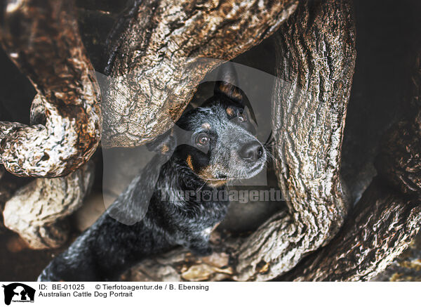 Australian Cattle Dog Portrait / BE-01025