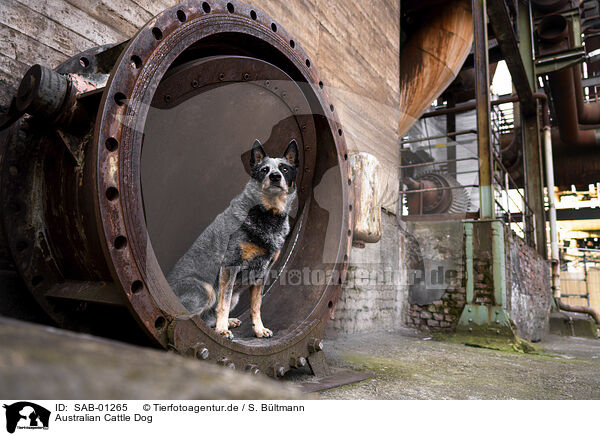 Australian Cattle Dog / Australian Cattle Dog / SAB-01265