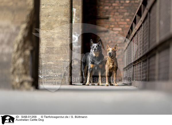Australian Cattle Dog / Australian Cattle Dog / SAB-01268