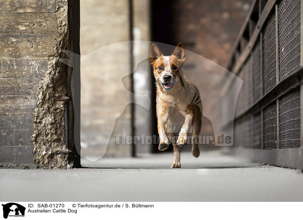 Australian Cattle Dog / Australian Cattle Dog / SAB-01270