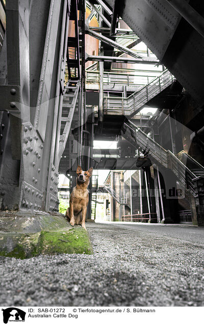 Australian Cattle Dog / Australian Cattle Dog / SAB-01272