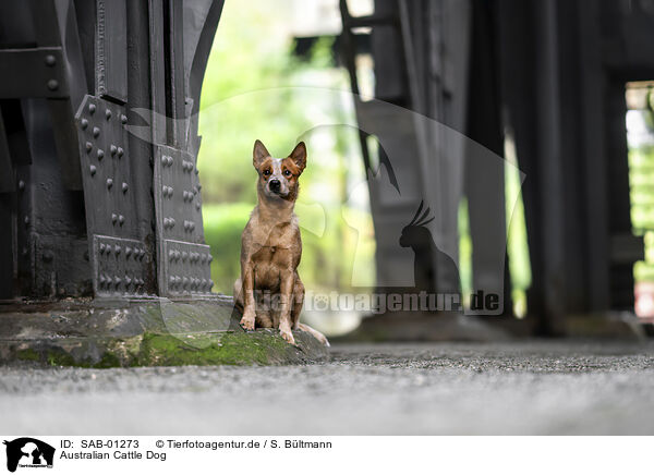 Australian Cattle Dog / Australian Cattle Dog / SAB-01273