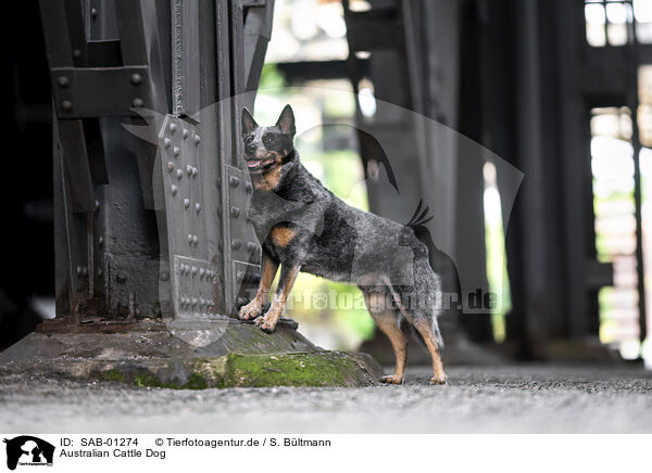 Australian Cattle Dog / Australian Cattle Dog / SAB-01274